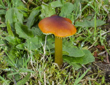 Image of Hygrocybe singeri (A. H. Sm. & Hesler) Singer 1958