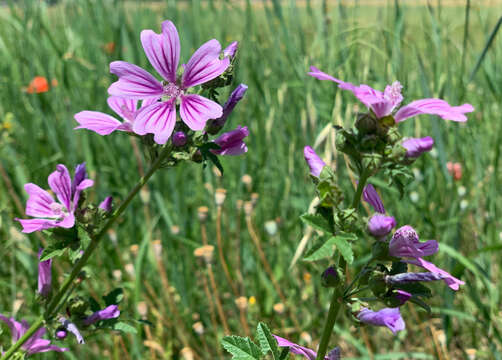 Image of high mallow