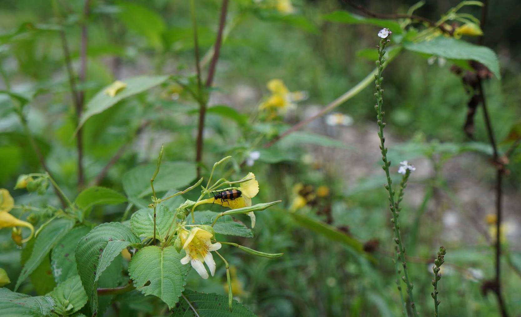 Image of small balsam