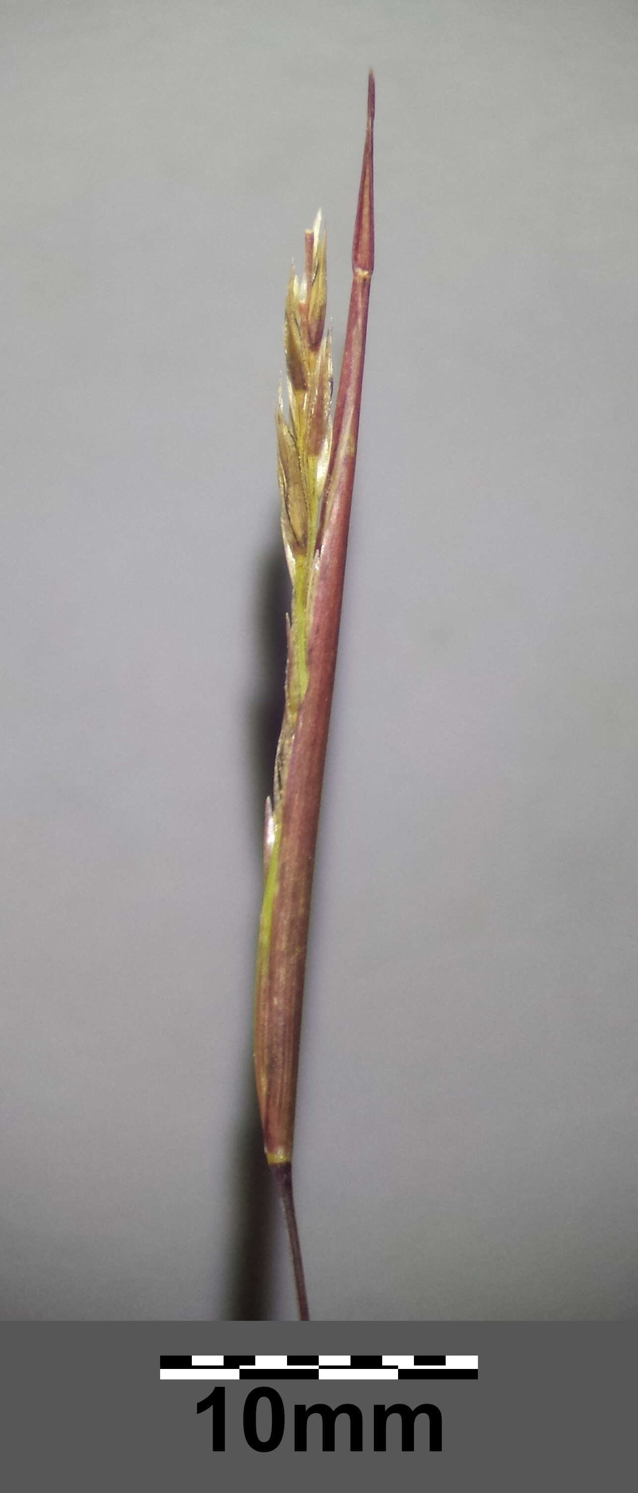 Image of puffsheath dropseed