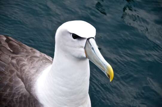 Image of White-capped Albatross