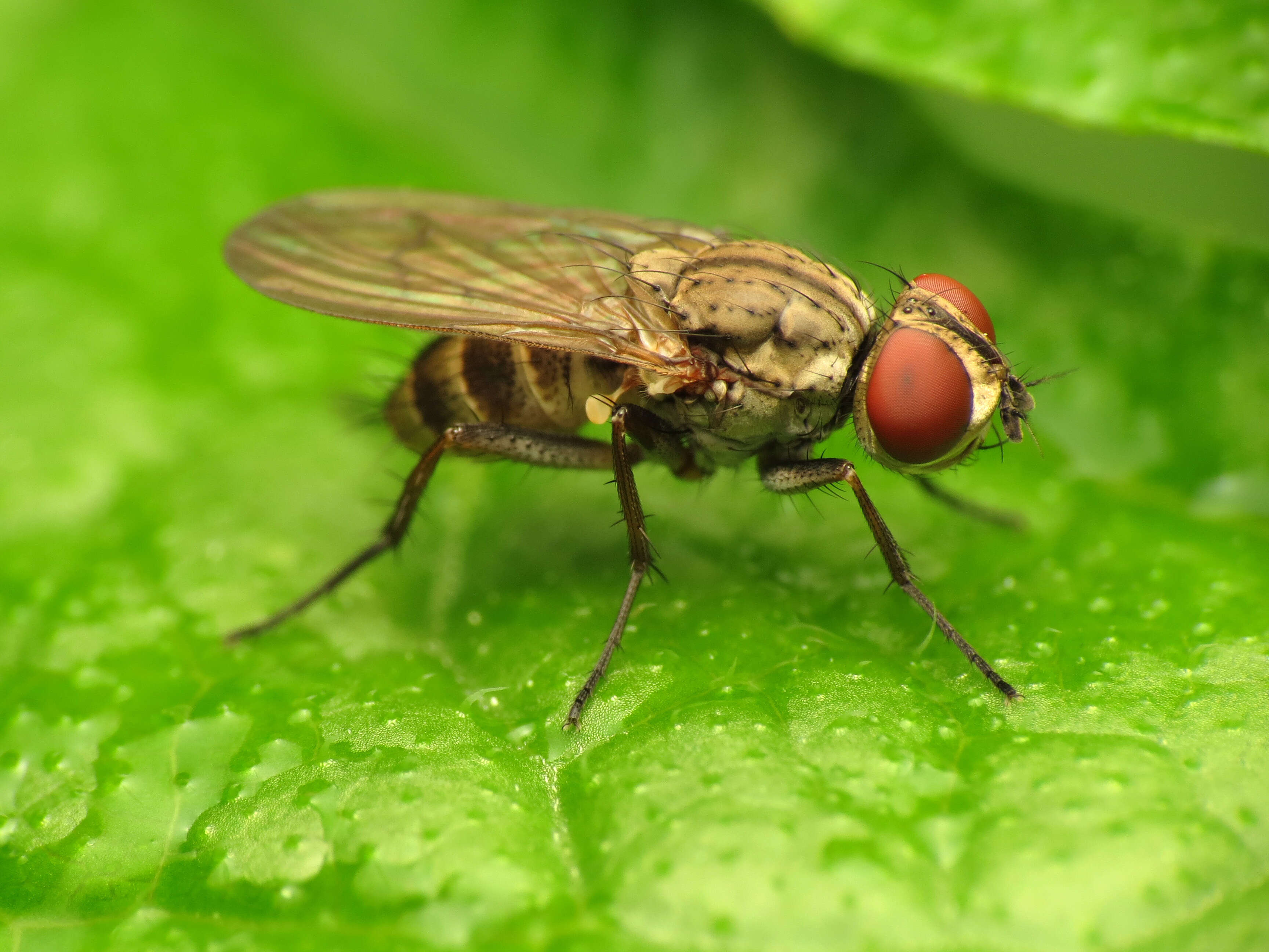 Image of root-maggot flies