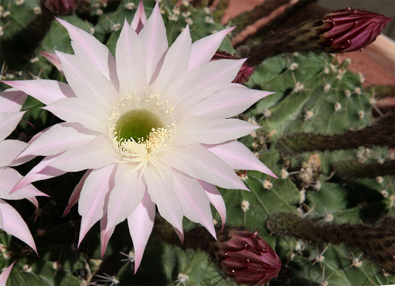 Echinopsis tubiflora resmi