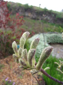 Image of Anigozanthos flavidus Redouté