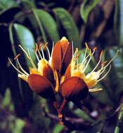 Image of Dicymbe