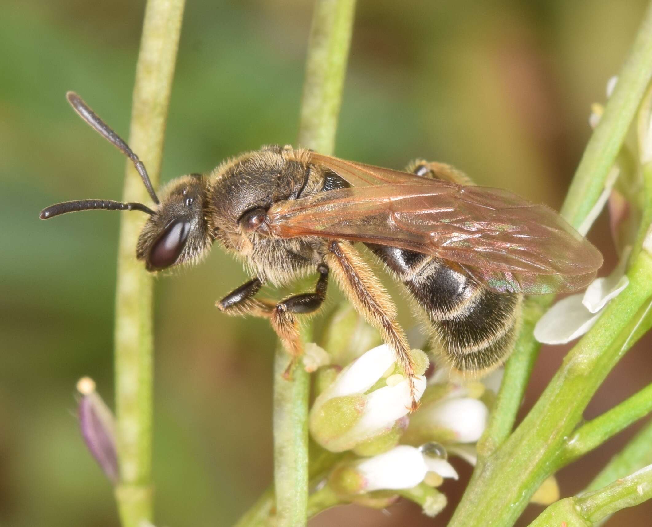 Plancia ëd Lasioglossum quebecense (Crawford 1907)