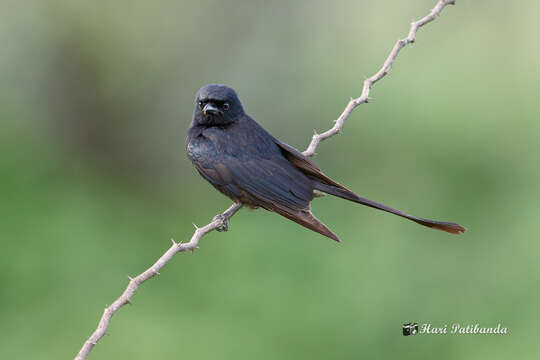 Image of Black Drongo