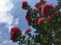 Image of lagerstroemia