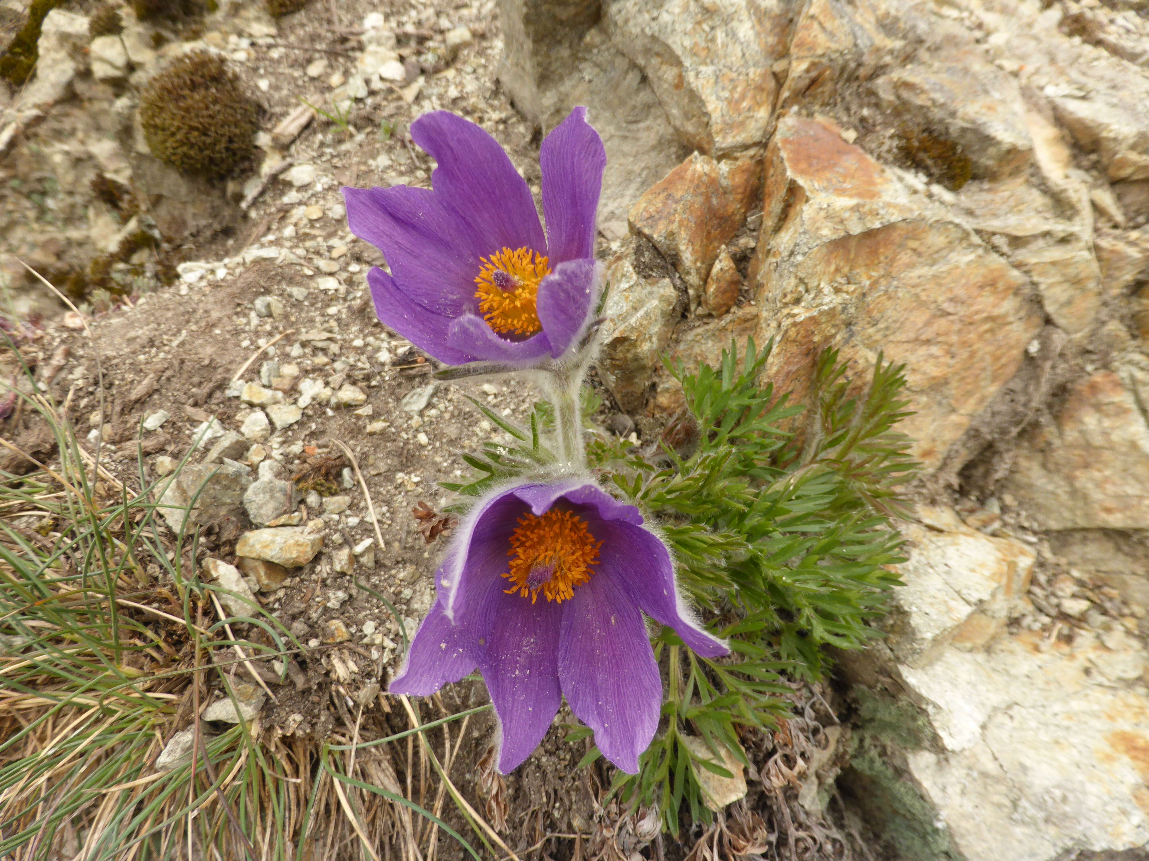 Image of European pasqueflower