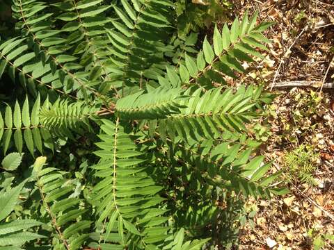 Image of staghorn sumac