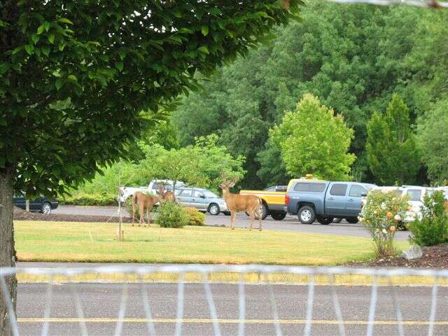 Image of Columbian black-tailed deer