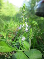 Image of Health Speedwell