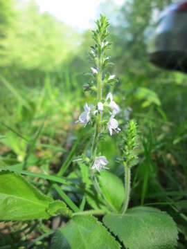 Image of Health Speedwell