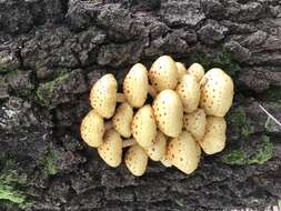 Image of Pholiota adiposa (Batsch) P. Kumm. 1871