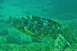 Image of Cockatoo fish