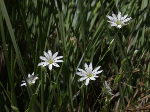 Image of longstalk starwort