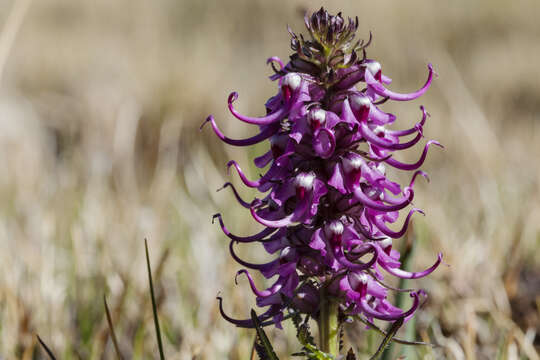 Image of elephanthead lousewort