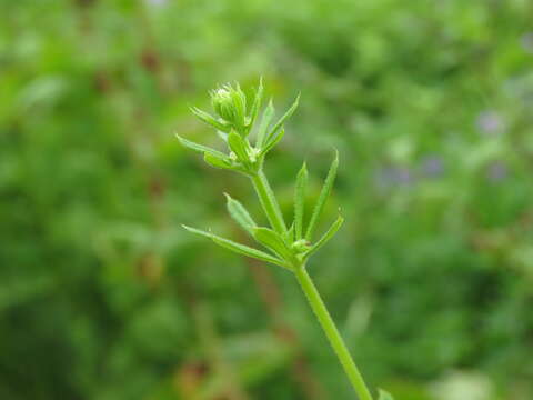 Plancia ëd Galium aparine L.