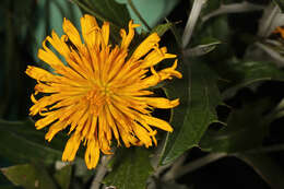 Image of Berkheya fruticosa (L.) Ehrh.