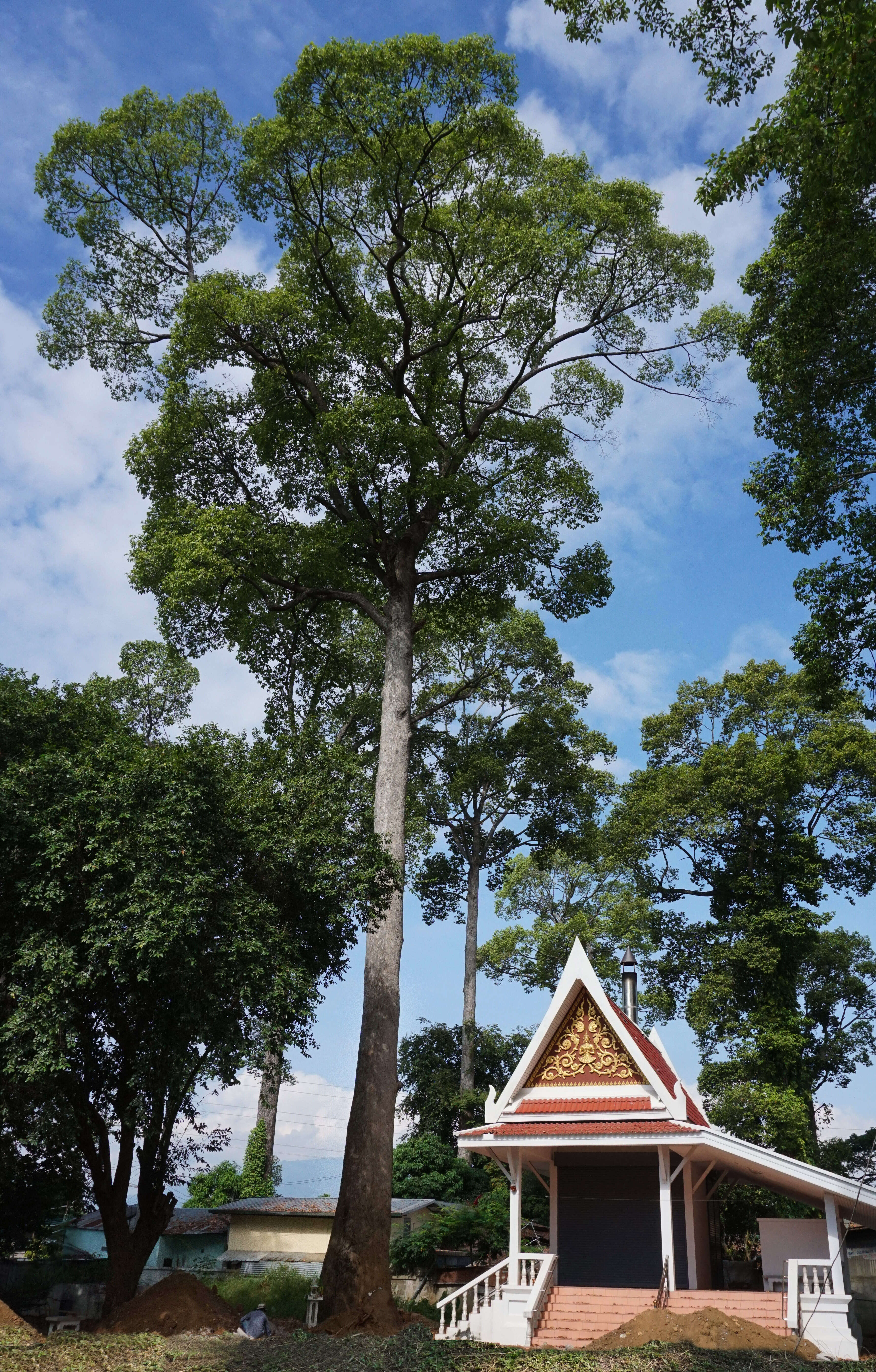 Image of Dipterocarpus alatus Roxb.