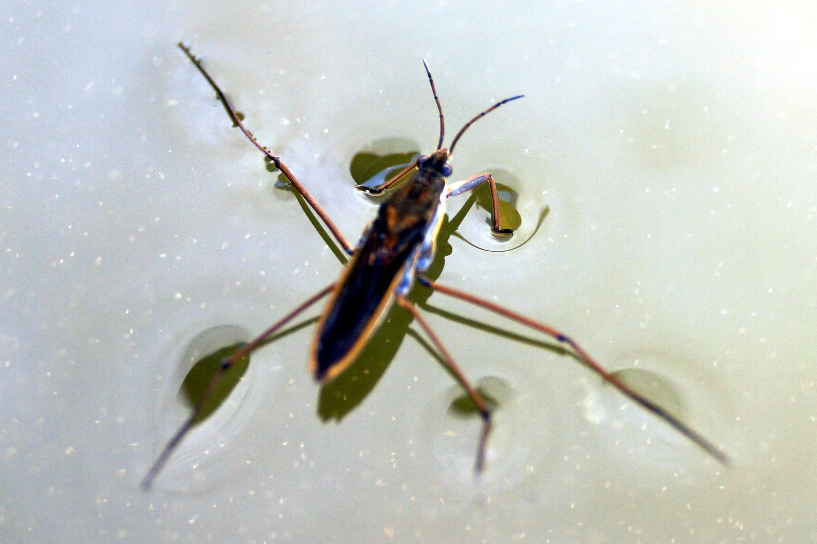 Image of Pond Skate