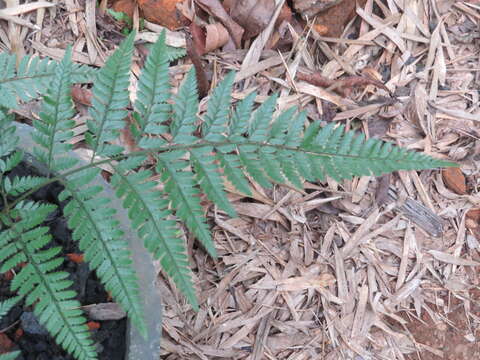 Image of East Indian hollyfern