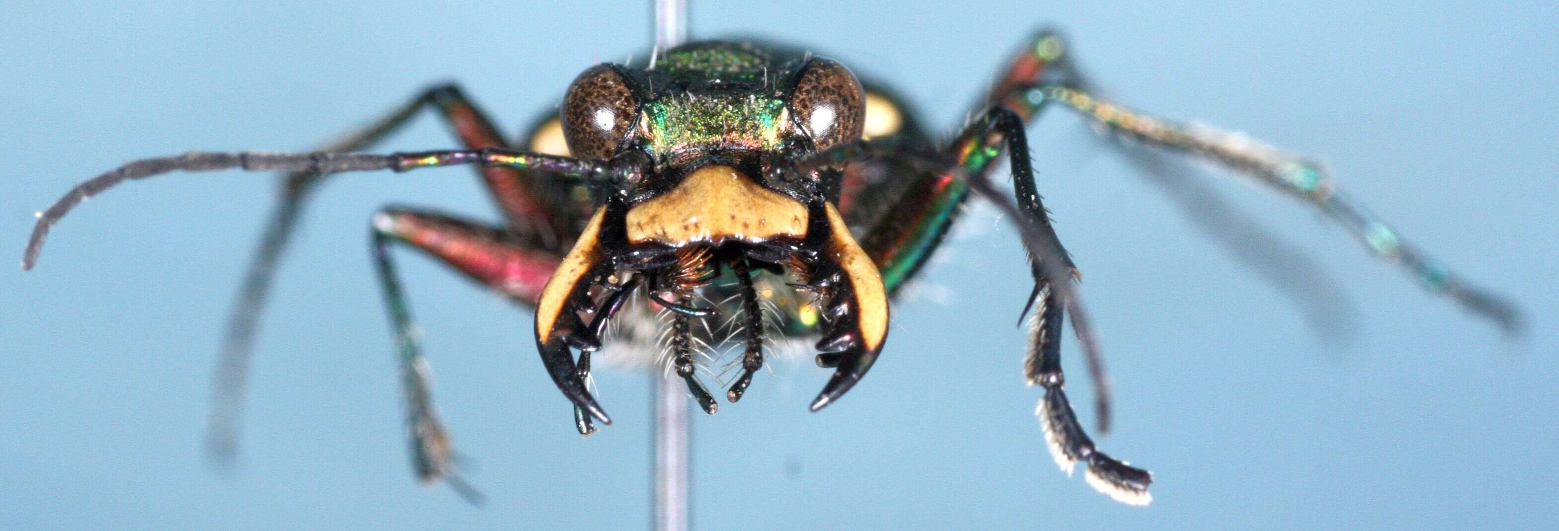 Image of Green tiger beetle