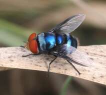 Image of Musca marginalis