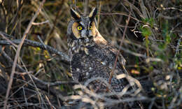 Image of Long-eared Owl