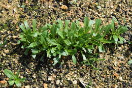 Image of Brassica rapa subsp. nipposinica (L. H. Bailey) Hanelt