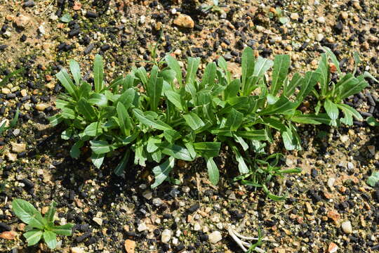 صورة Brassica rapa subsp. nipposinica (L. H. Bailey) Hanelt