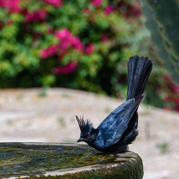 Image of Phainopepla Baird & SF 1858