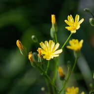 Image of nipplewort