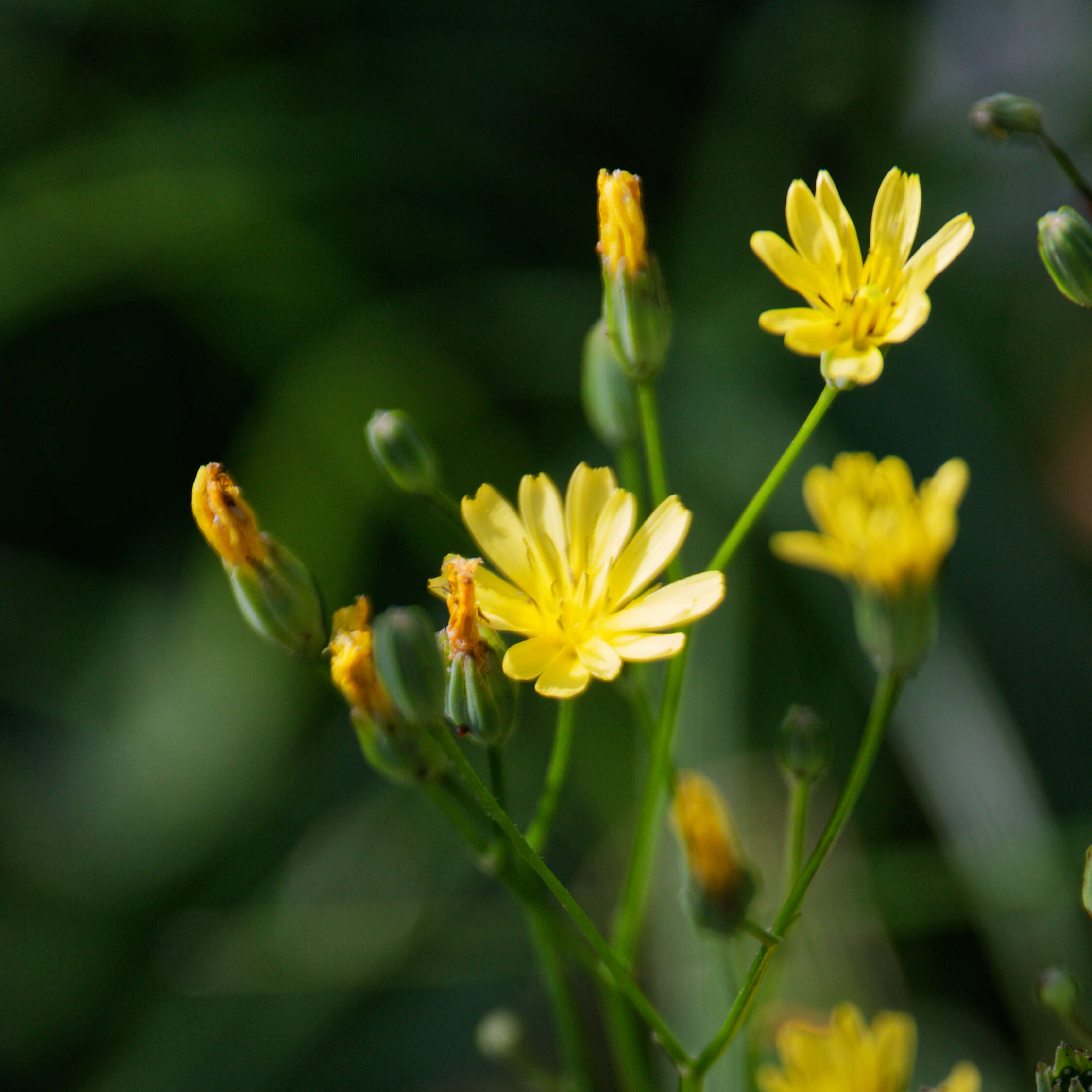 Image of nipplewort