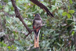 Imagem de Trogon elegans Gould 1834