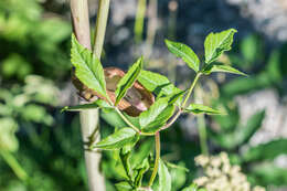 Image of wild angelica