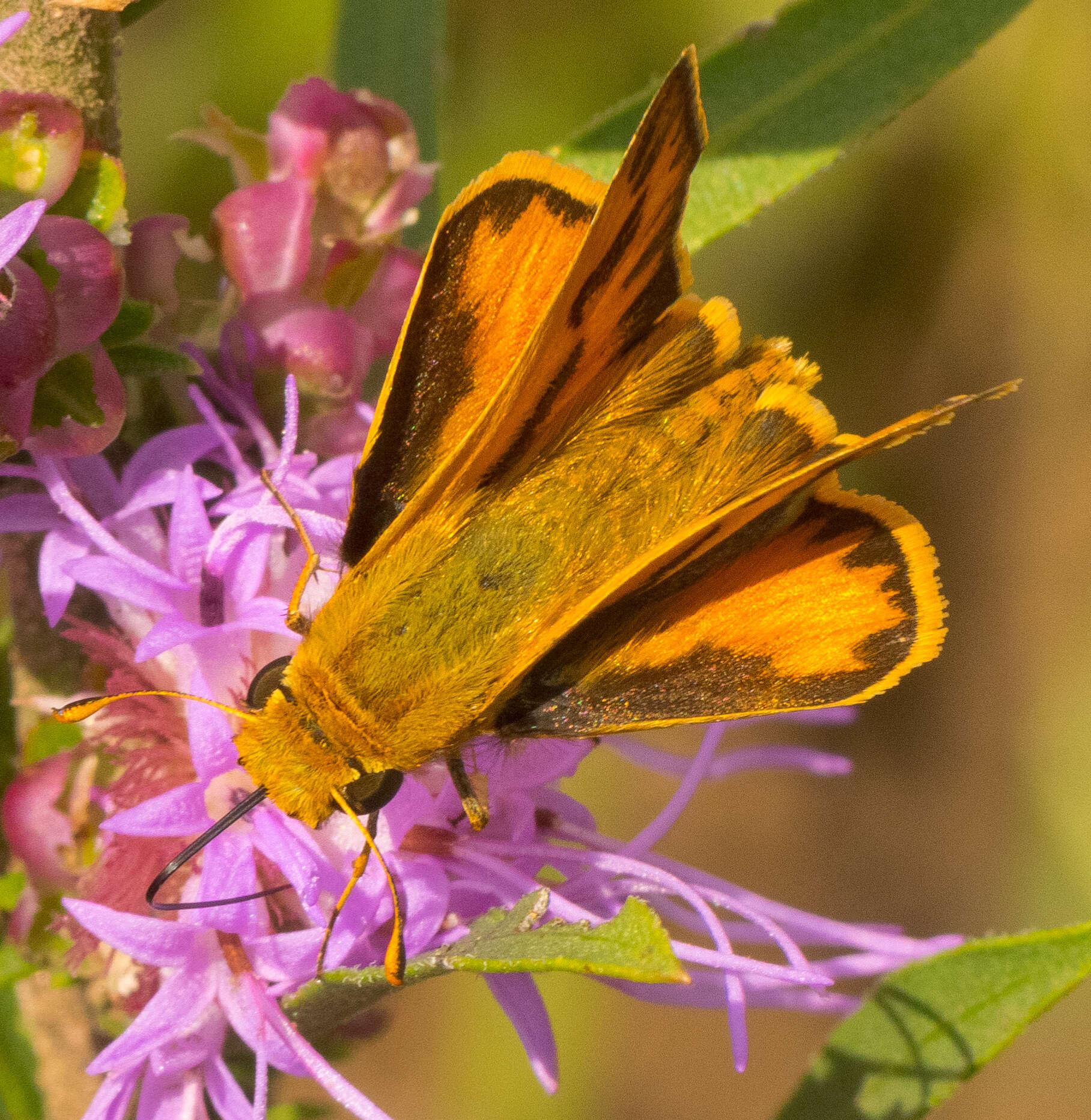 Image de Hylephila phyleus