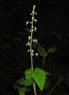 Image of threeleaf foamflower