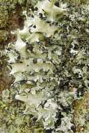 Image of Ruffle lichens