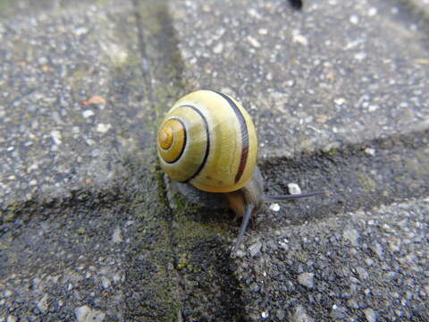 Image of Brown Lipped Snail