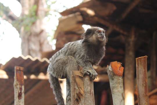 Image of Marmoset