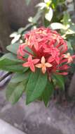 Image of ixora