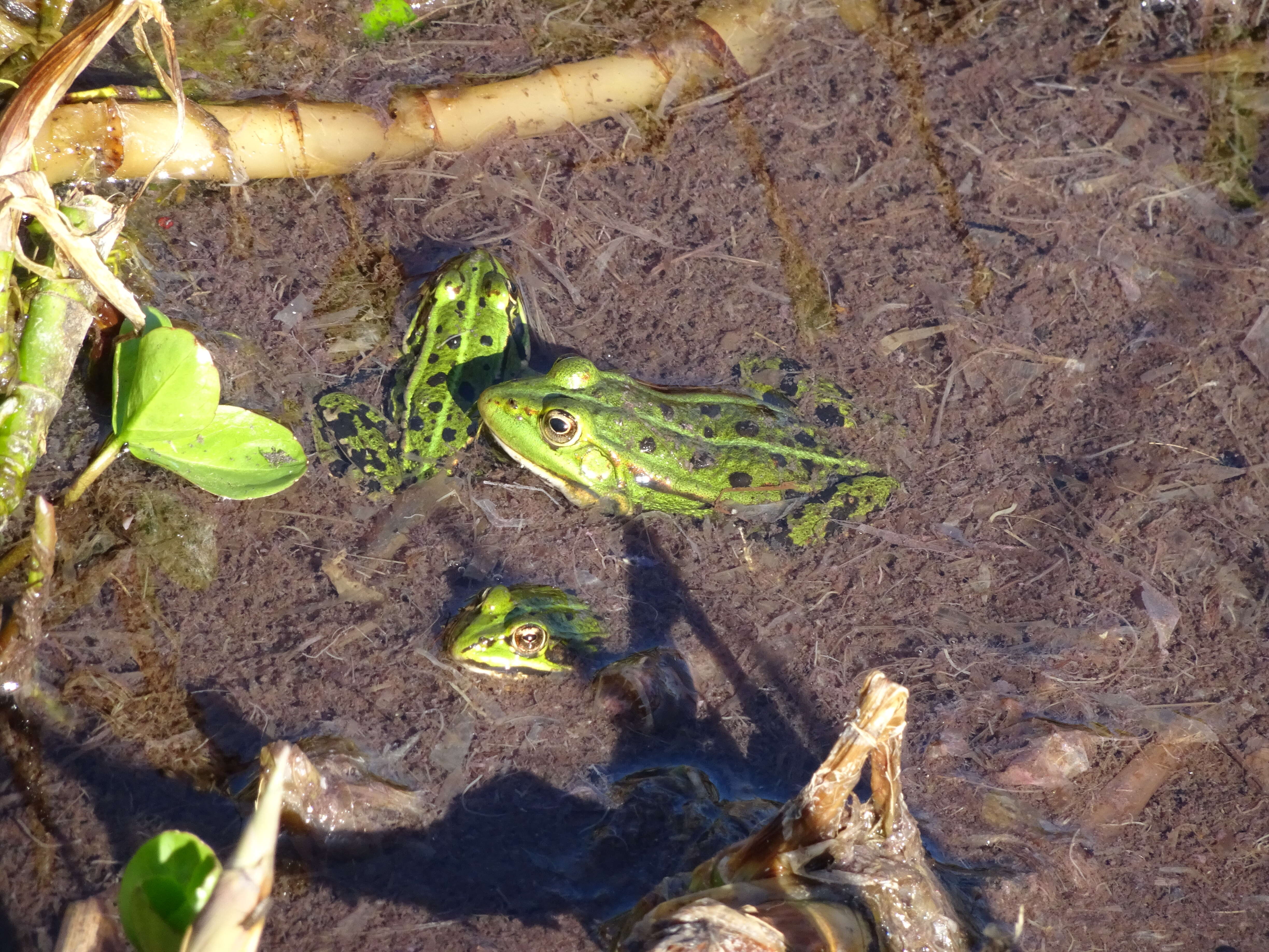 Image of Green Frogs; Water Frogs