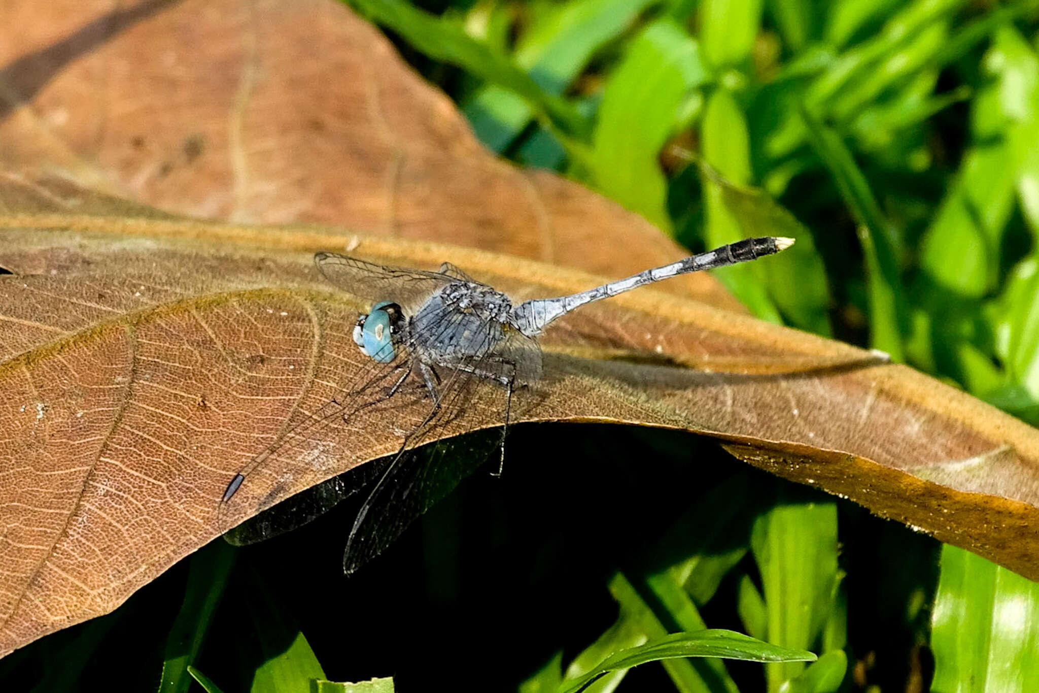 Image of Diplacodes trivialis (Rambur 1842)