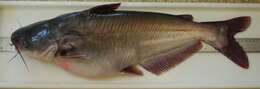 Image of Blue catfish