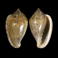 Image of Marginella orstomi Coomans 1975