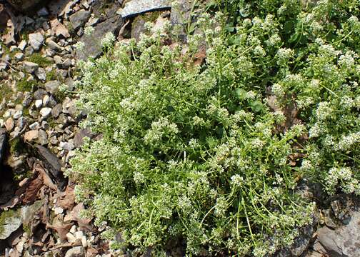 Image of Tatra Scurvy-grass