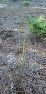 Image of Schizaea fistulosa Labill.