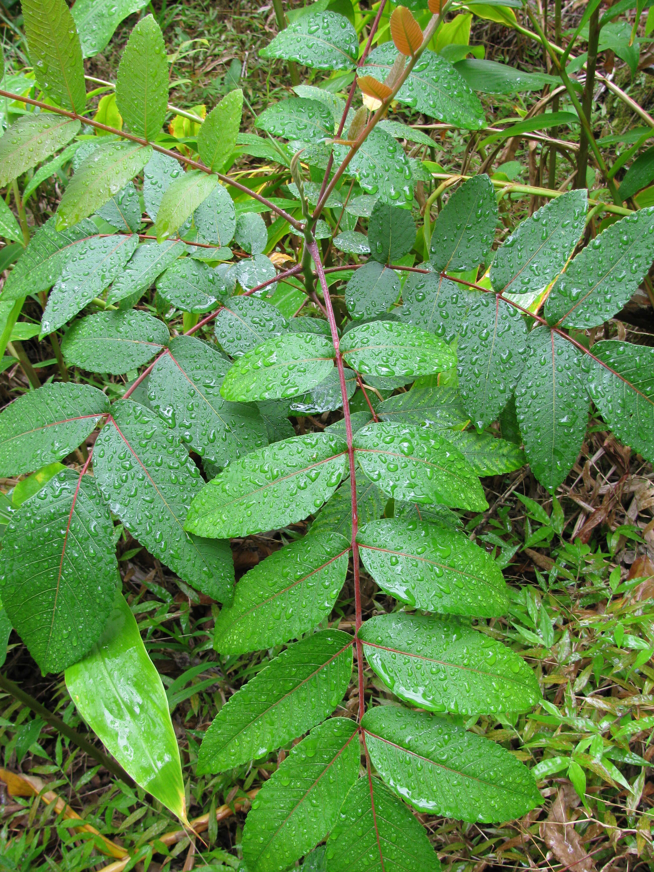 Sivun Rhus sandwicensis A. Gray kuva