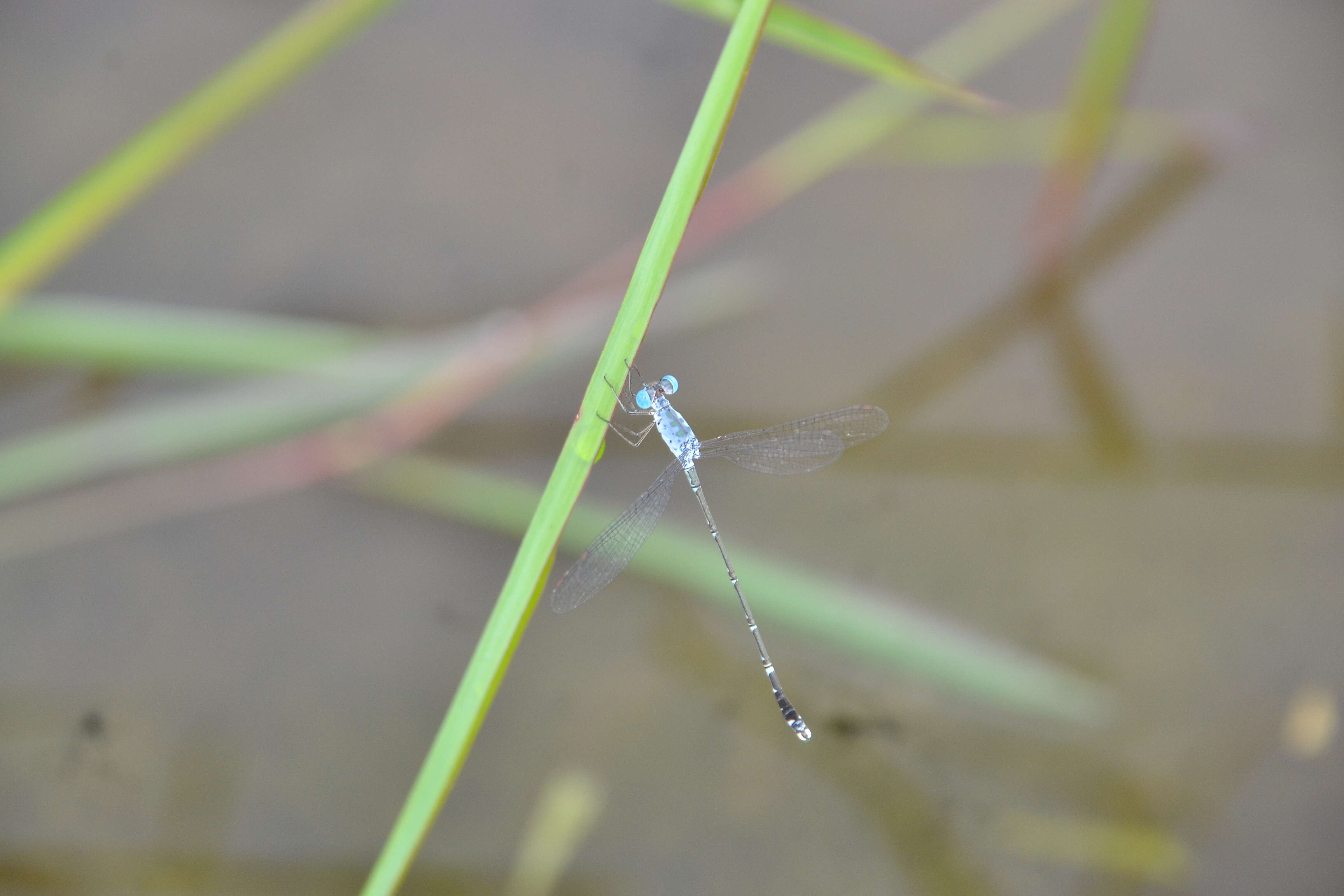 Image de Lestes praemorsus Hagen ex Selys 1862